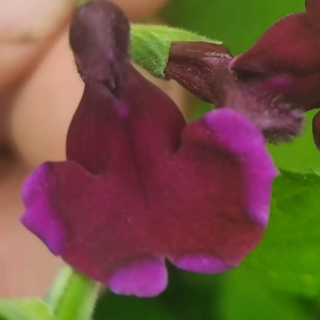 Salvia x jamensis ‘Blackberry Ripple’