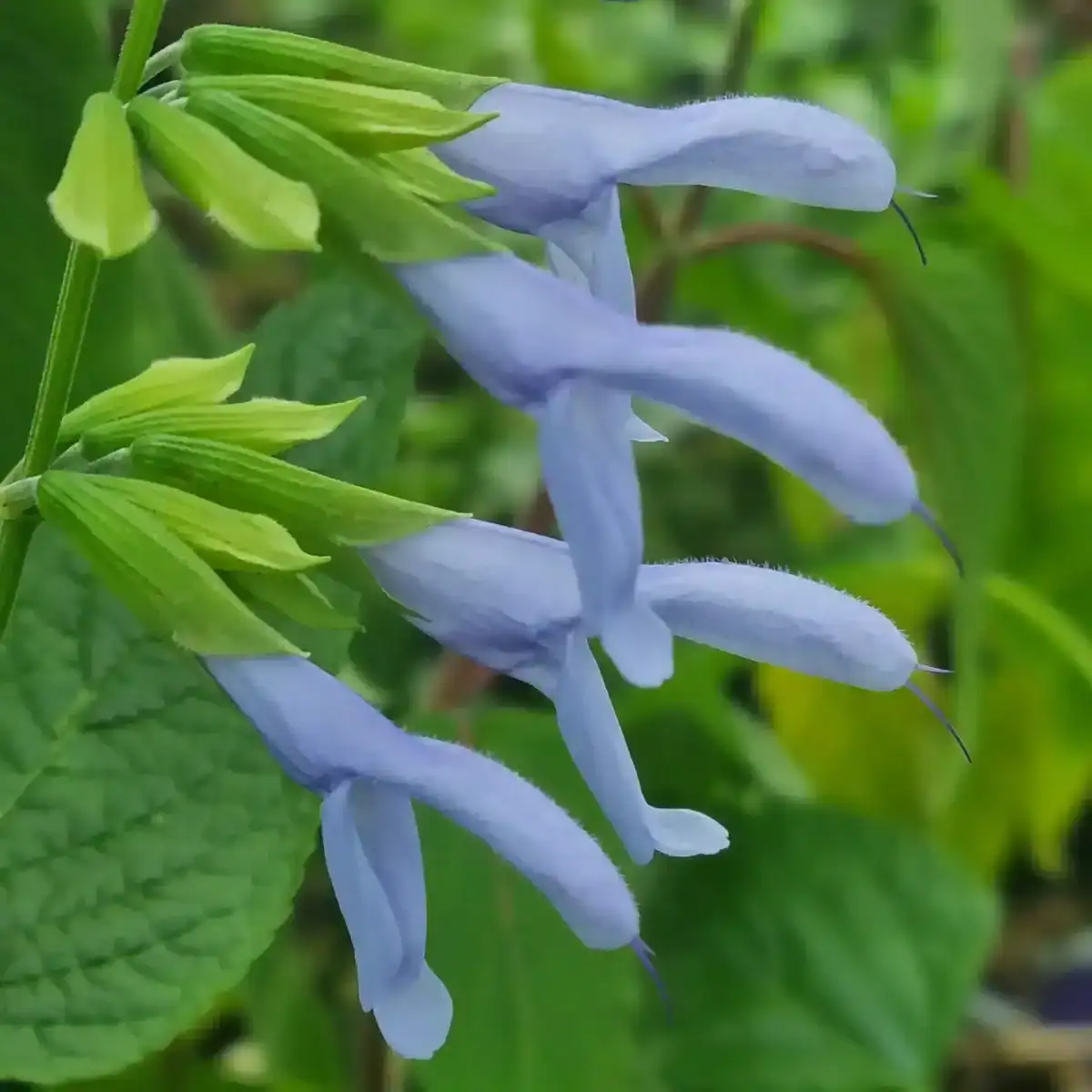 Salvia guaranitica 'Argentine Skies'