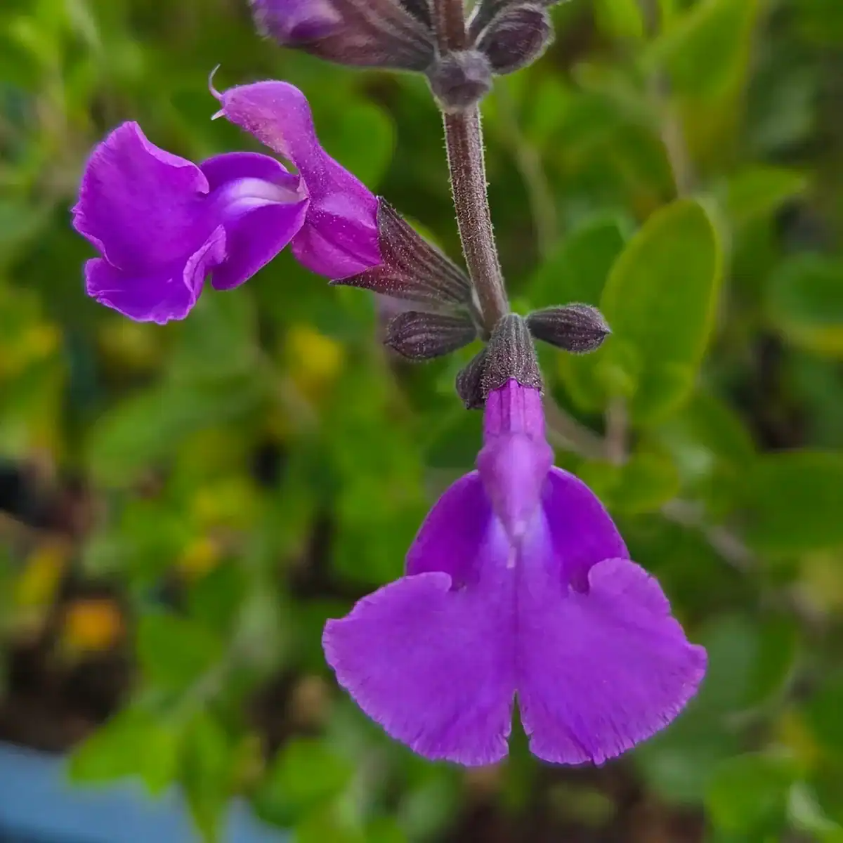 Salvia greggii 'Salvito Violet'