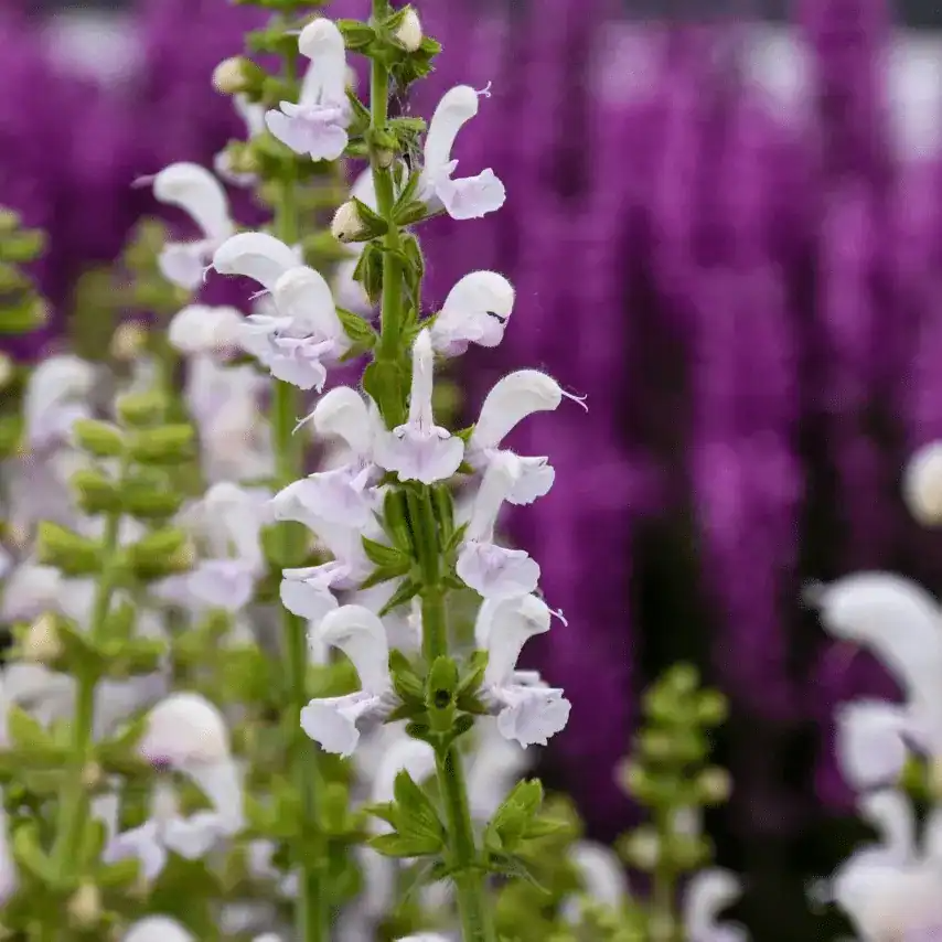 Salvia fashionista 'Snow Kiss'