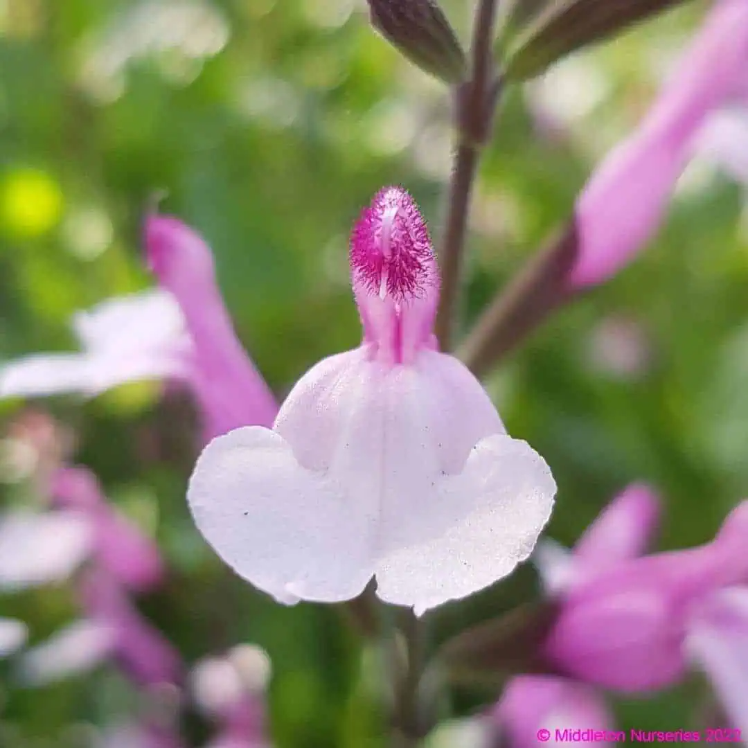 Salvia greggii 'Joy'