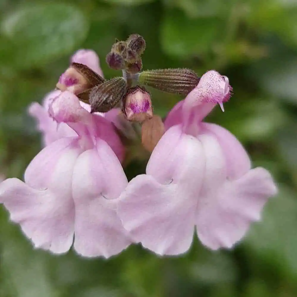 Salvia x Jamensis 'Peter Vidgeon'