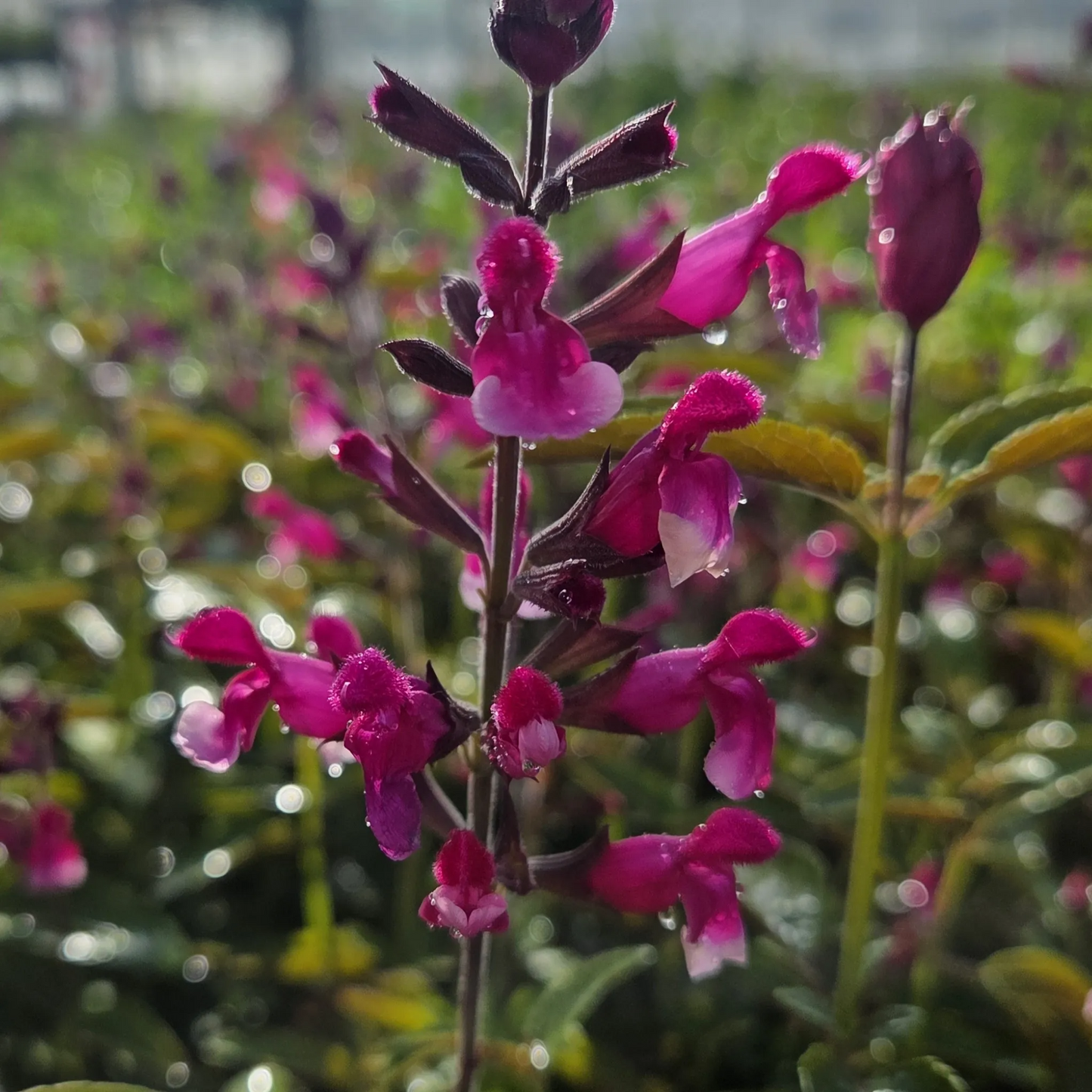 Salvia 'Pink Mulberry'