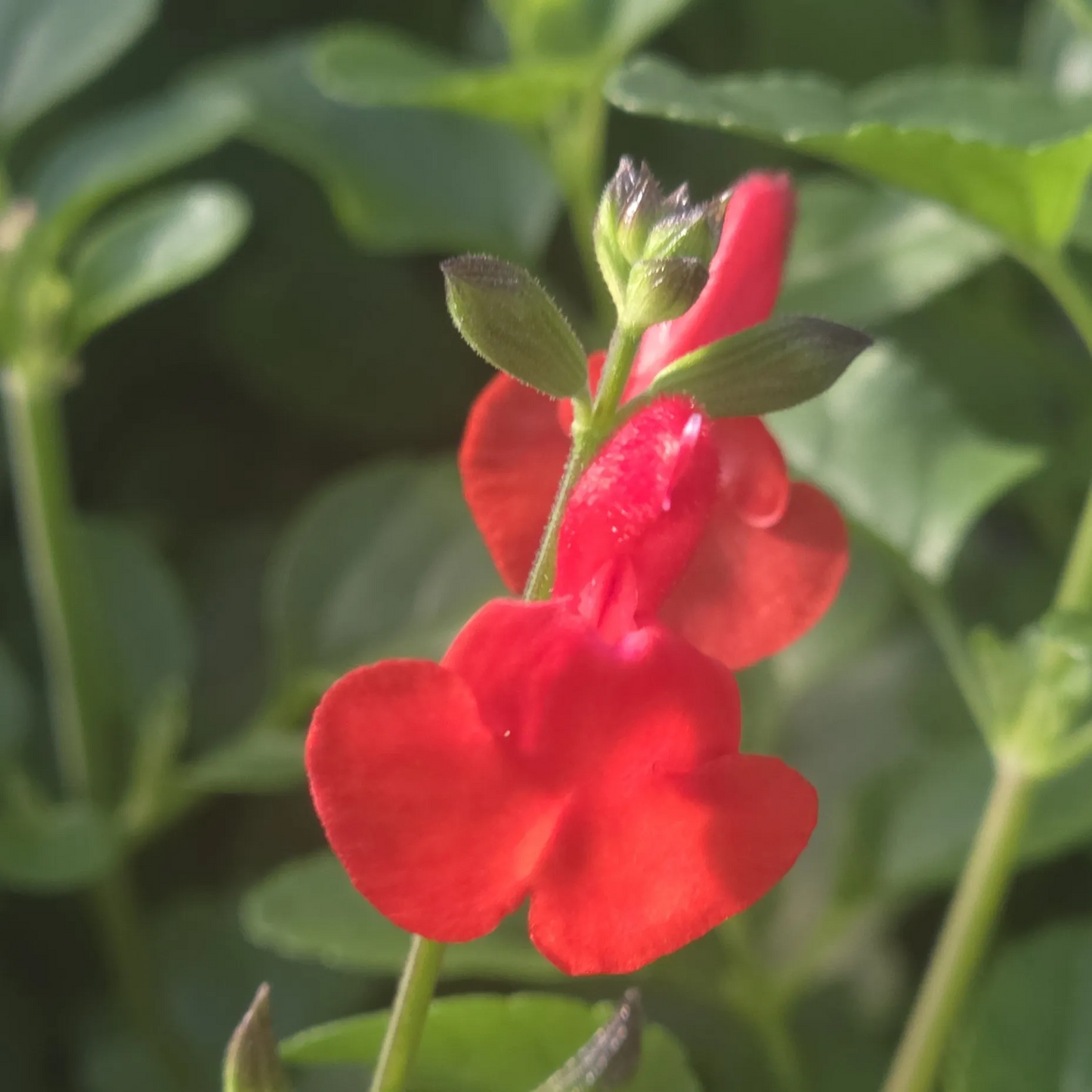 Salvia greggii 'Red Swing'