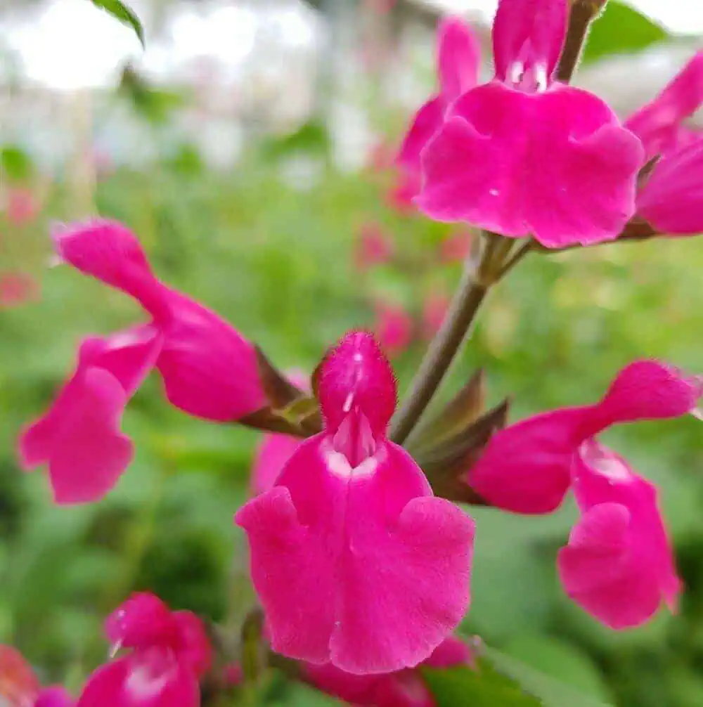 Salvia 'Pink Pong'