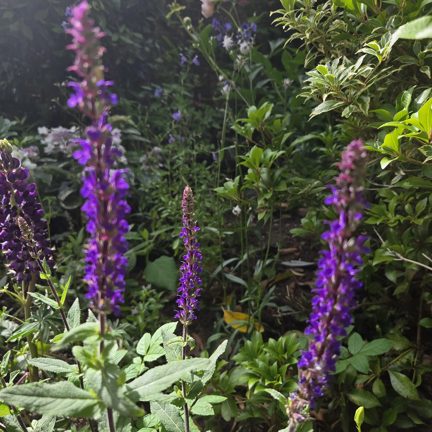 Salvia nemorosa 'Caradonna'