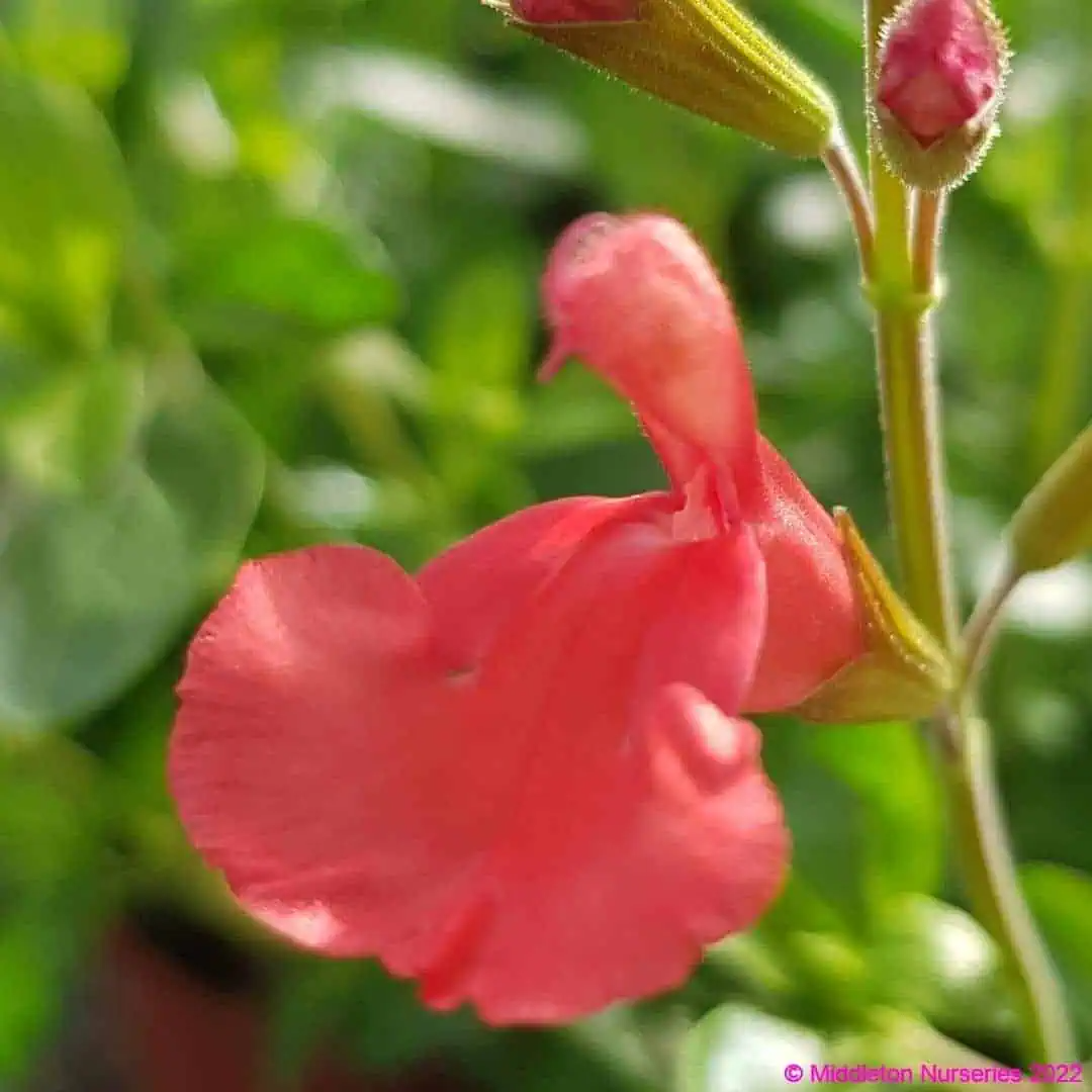 Salvia 'Peach Cobbler'