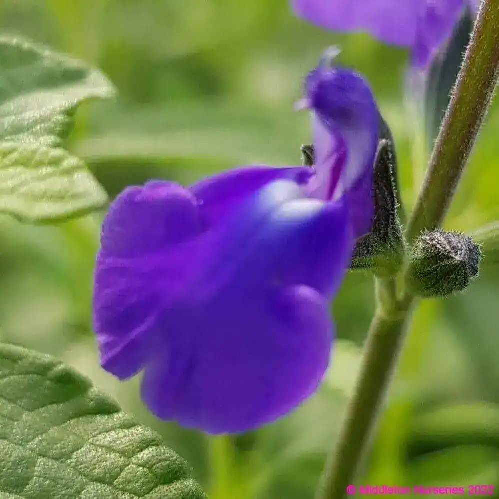 Salvia microphylla 'Delice Feline'