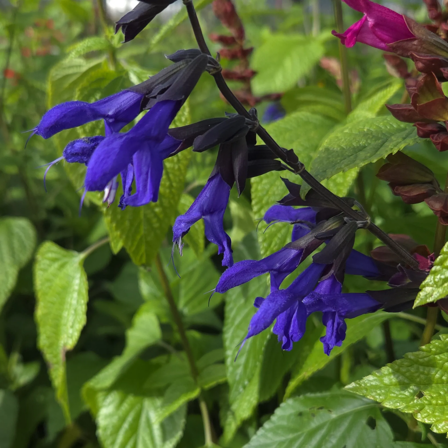 Salvia guaranitica 'Carines Amazing Blue'