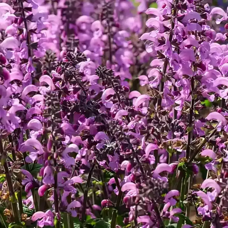 Salvia 'Fashionista Pretty in Pink'
