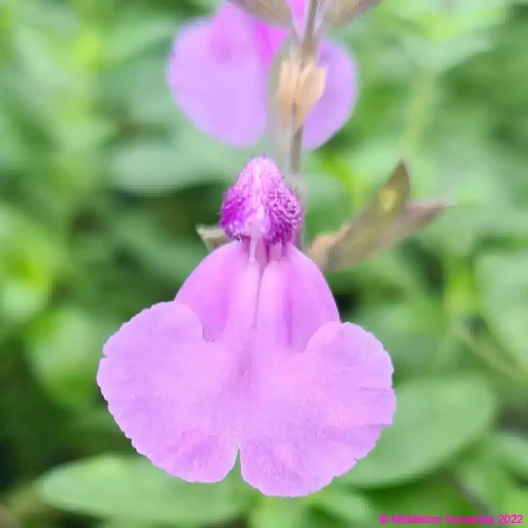 Salvia 'Cool Violet'