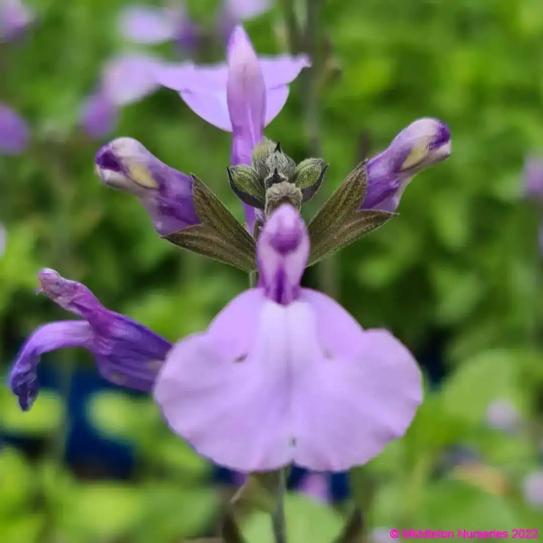 Salvia 'So Cool Pale Blue'
