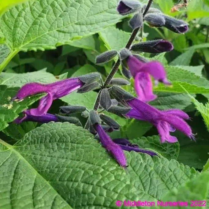 Salvia 'Amigo'