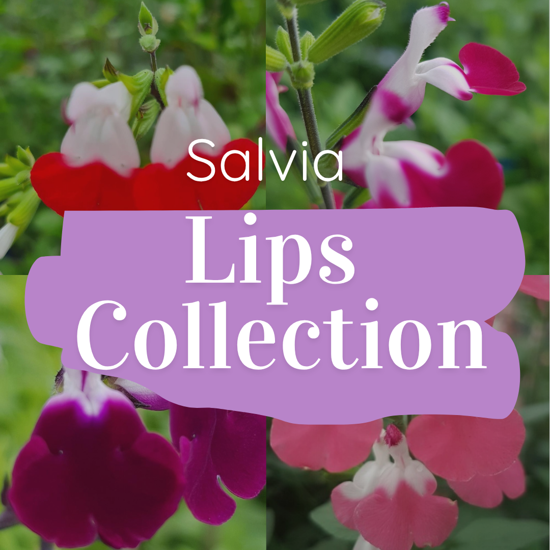 'Salvia Lips' Collection