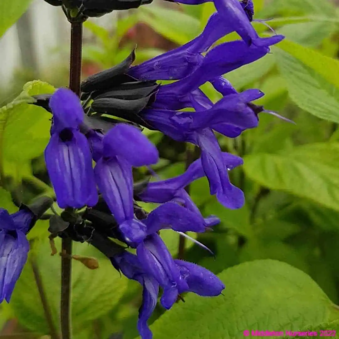 Salvia guaranitica 'Amino'