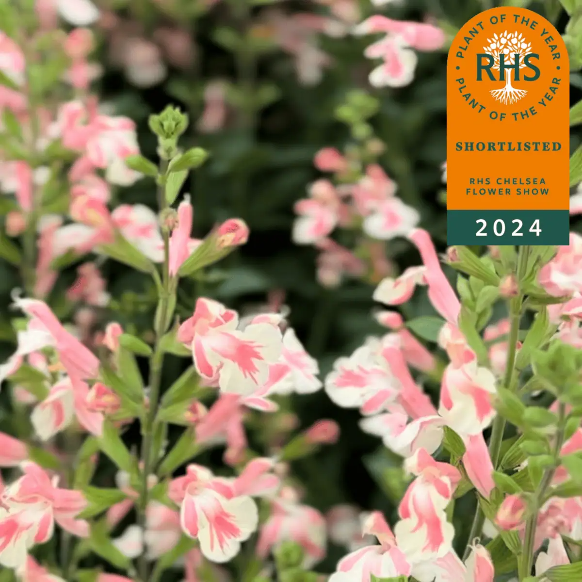 Salvia x jamensis ‘Belle De Loire’
