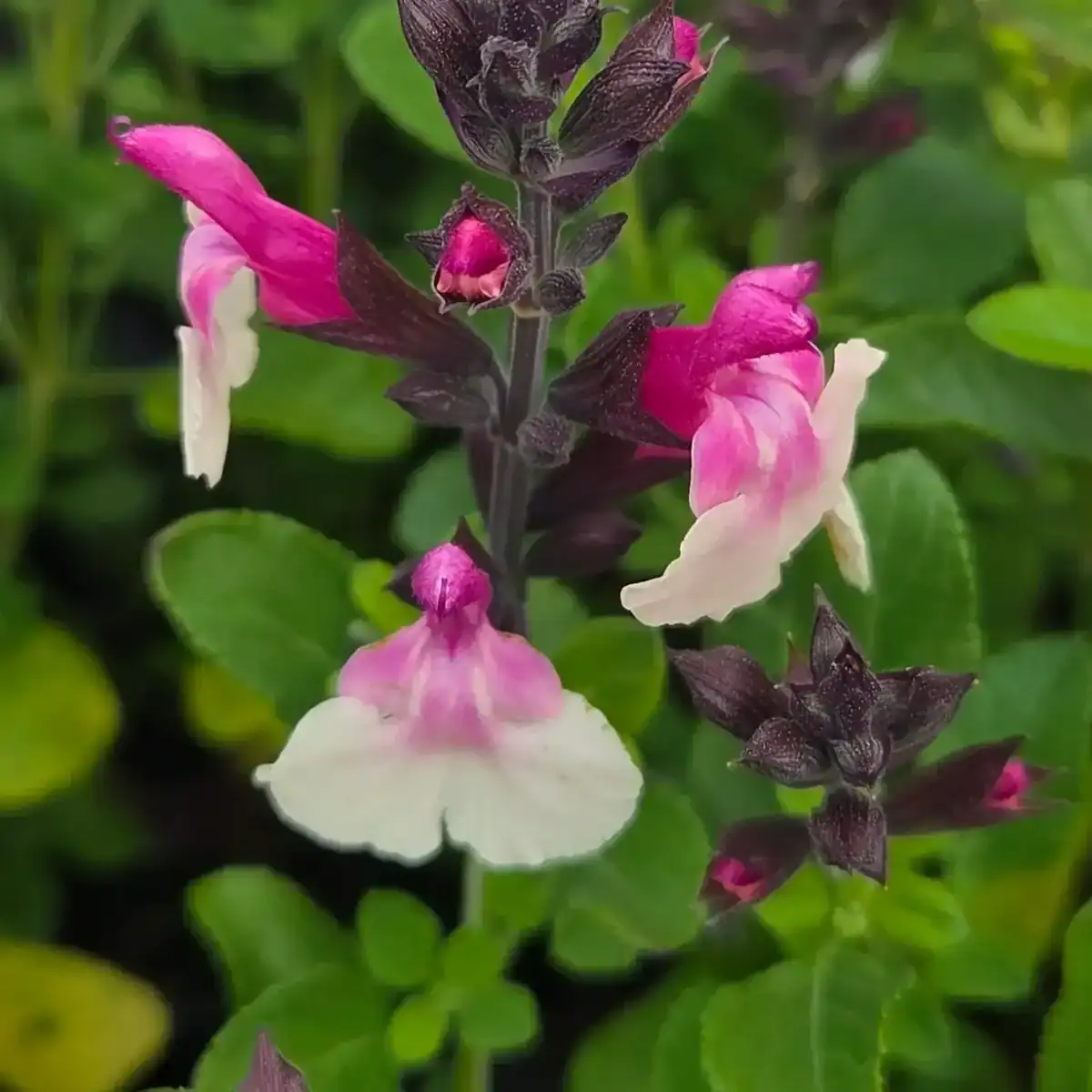 Salvia ‘Raspberry Melba’