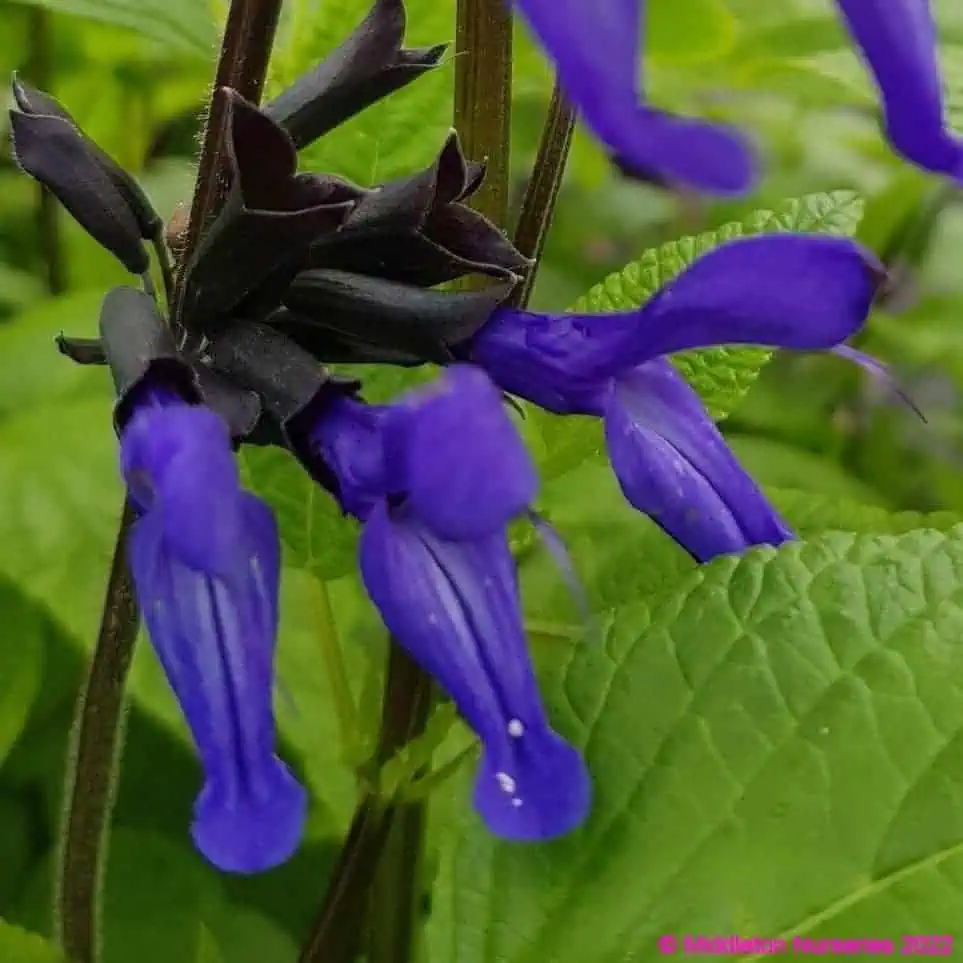Salvia guaranitica ‘Black and Blue’