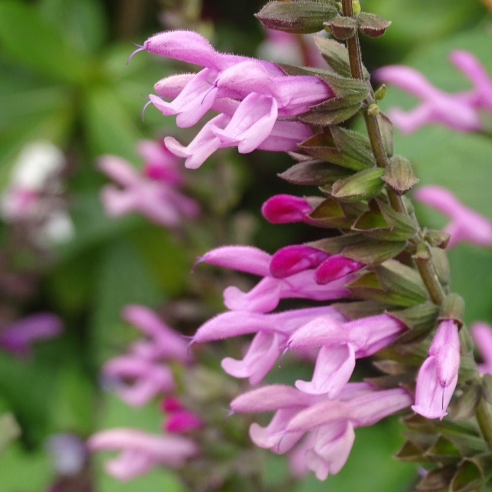Salvia 'Pink Amistad'