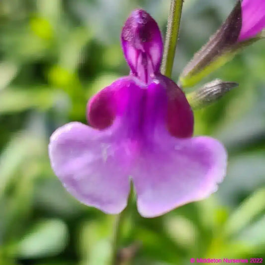Salvia 'Oriental Dove'