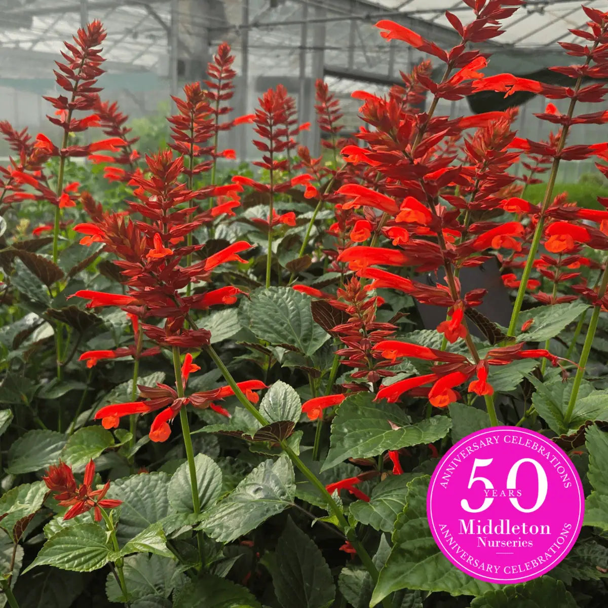 Salvia 'Tropicolor Carmine'
