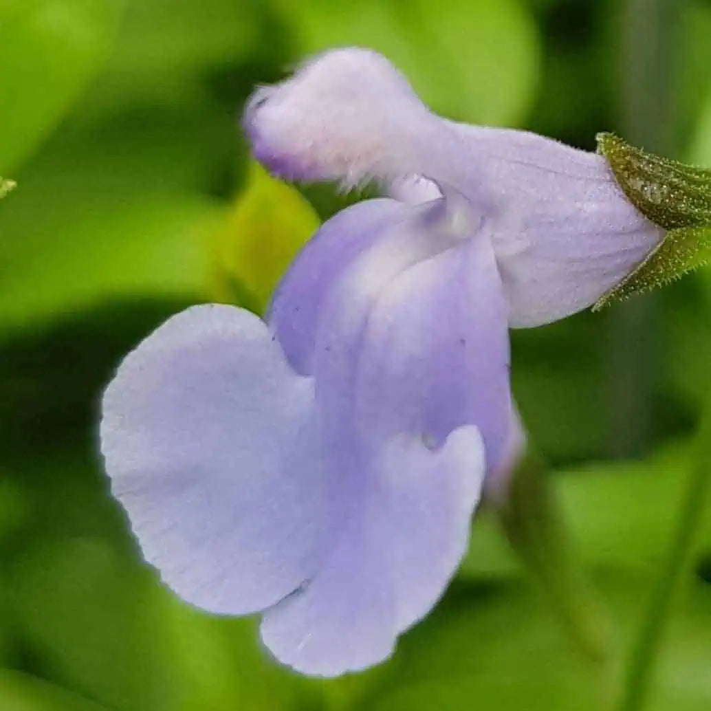 Salvia microphylla 'Delice Aquamarine'