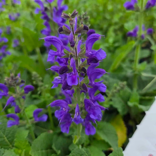 Salvia 'Fashionista Midnight Model'