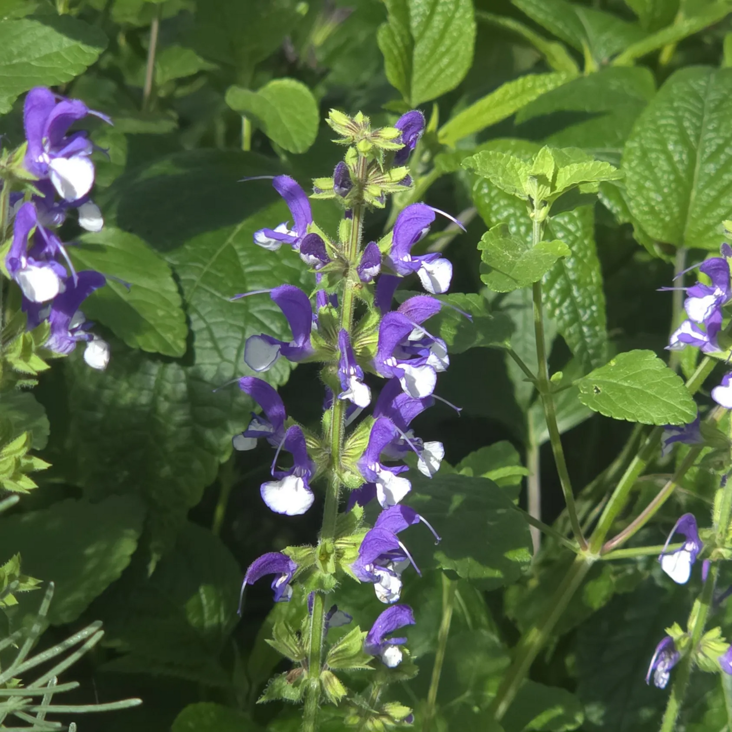 Salvia fashionista 'Azure Snow'