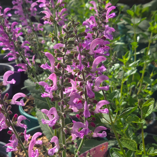 Salvia fashionista 'Moulin Rouge'