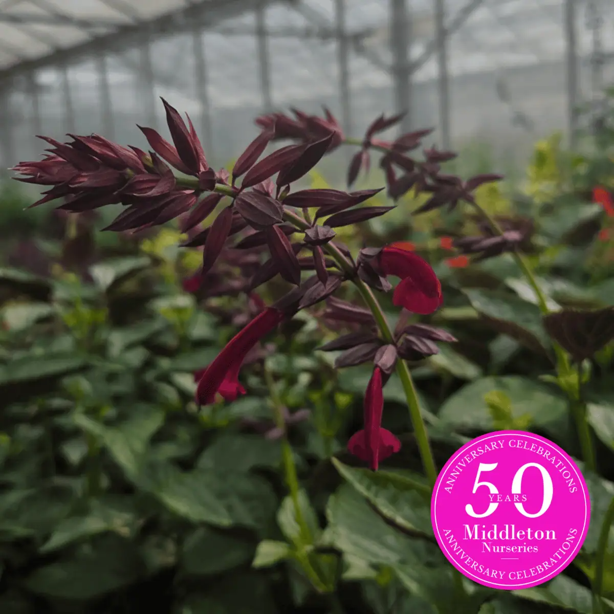 Salvia 'Tropicolor Claret'