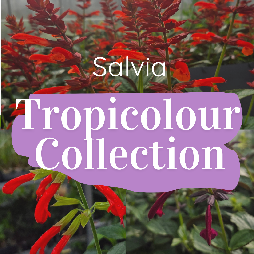 Salvia ‘Tropicolor Collection’