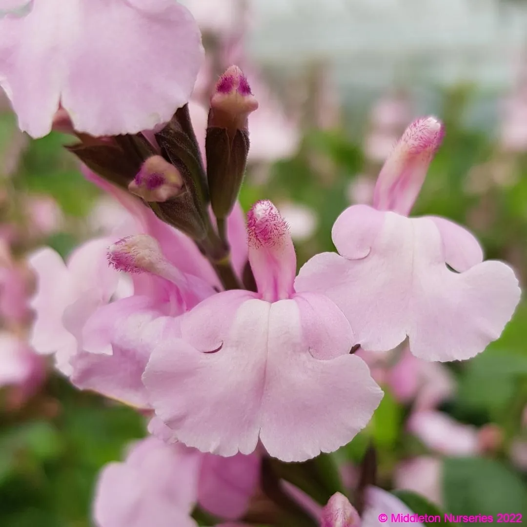 Salvia greggii 'Lara'