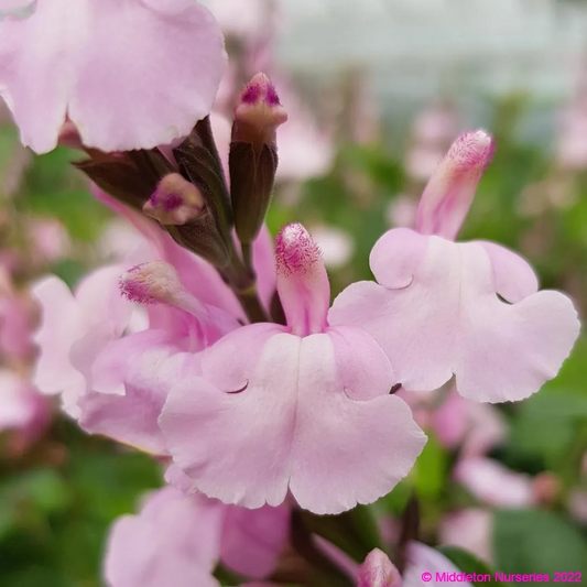 Salvia greggii 'Lara'