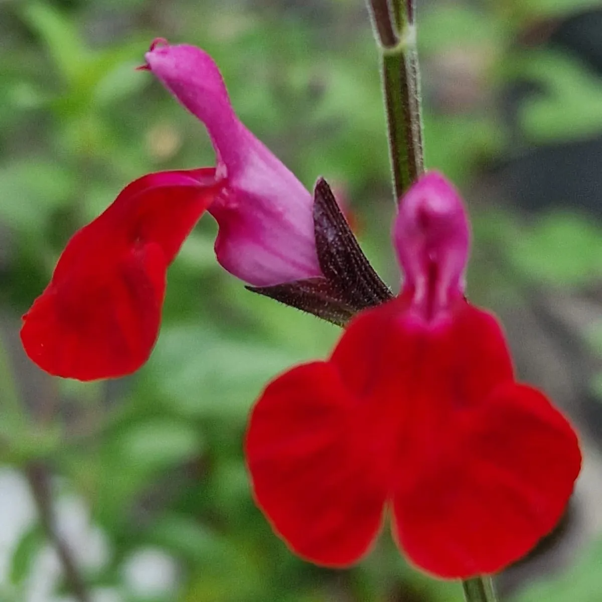 Salvia 'Pink Velvet'