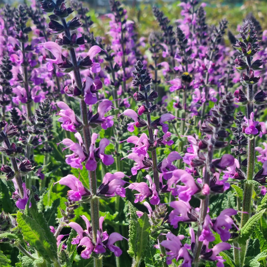 Salvia fashionista 'Back to the Fuchsia'