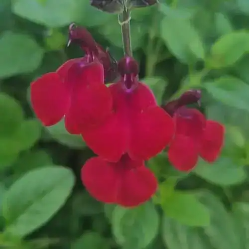 Salvia microphylla 'Royal Velours'