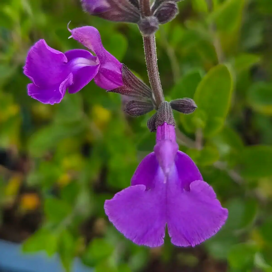 Salvia greggii 'Salvito Violet'