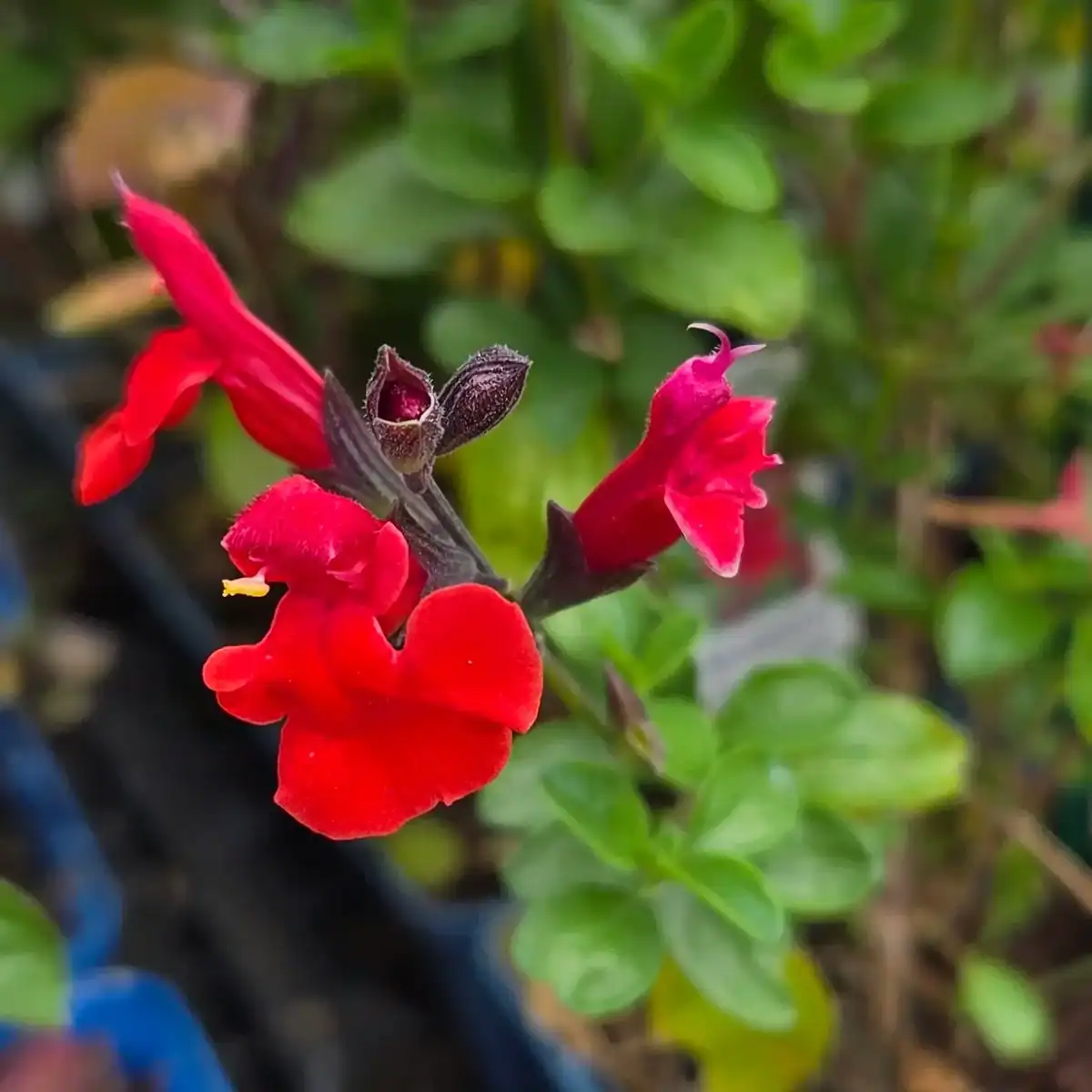 Salvia greggii 'Salvito Scarlet'