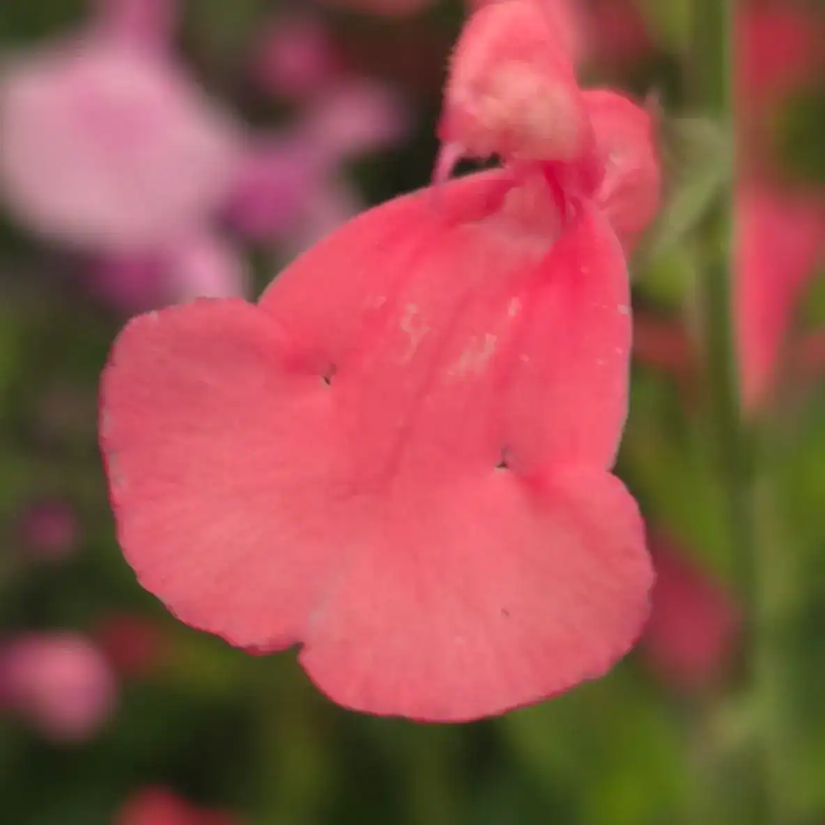 Salvia 'Apricot Spring'