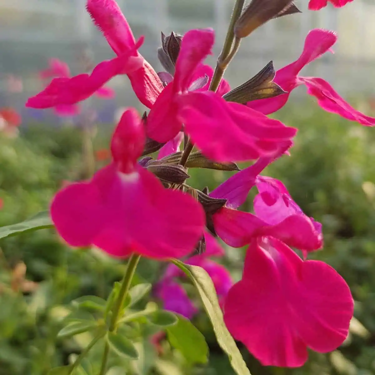 Salvia 'I Cavalieri del Tau'