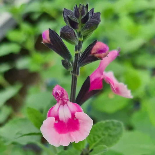 Salvia microphylla 'Angel Wings'