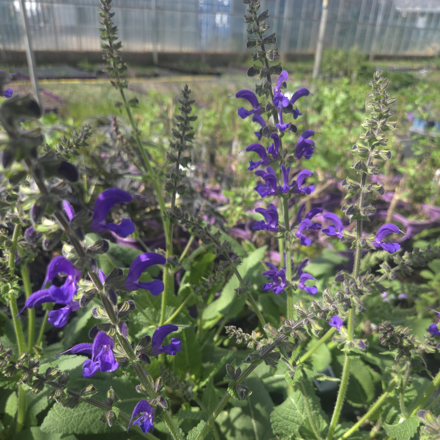 Salvia fashionista 'Evening Attire'