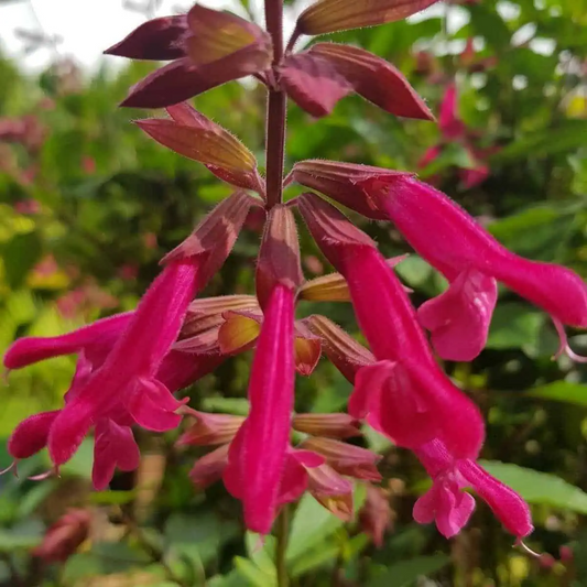 Salvia 'Wendy's Wish'