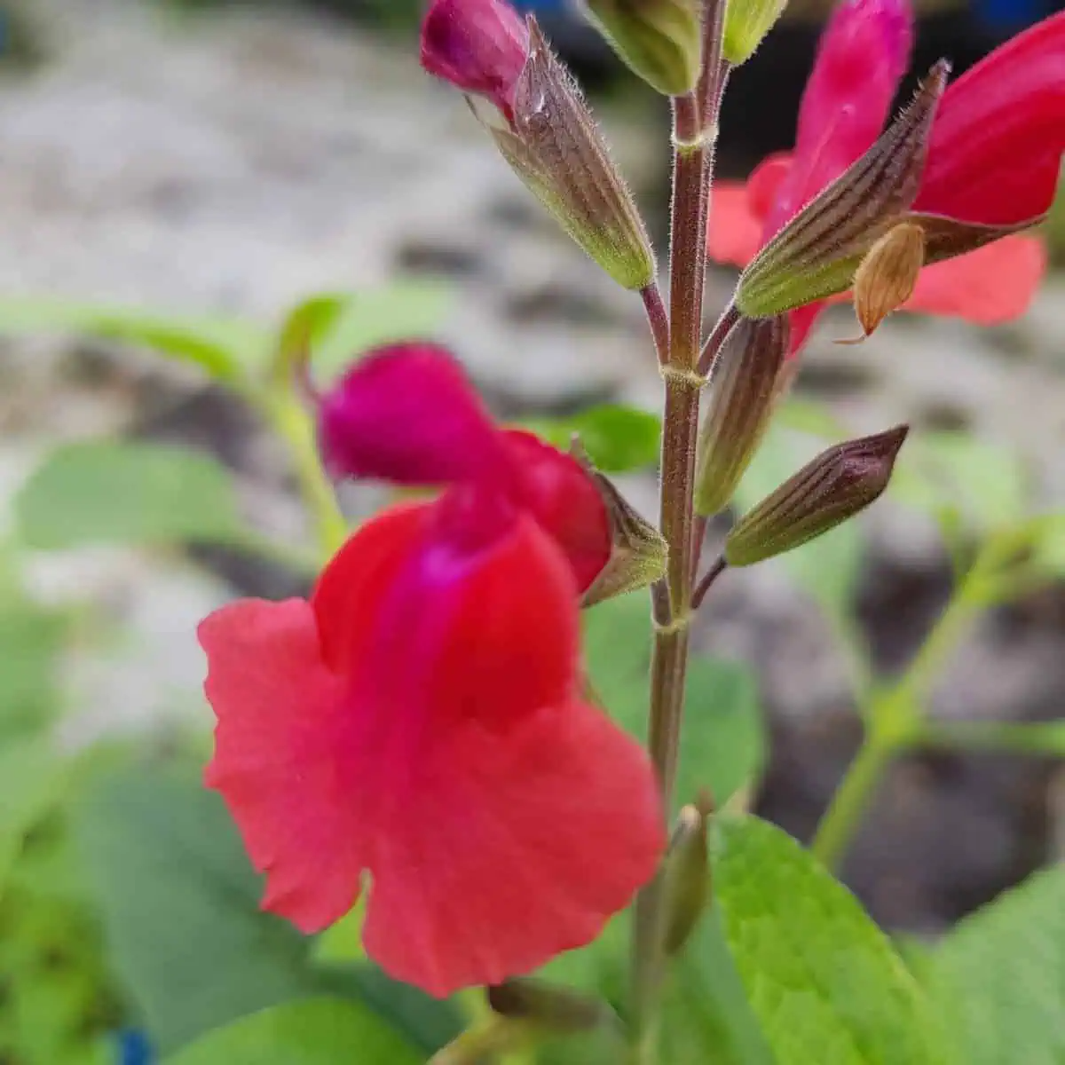 Salvia 'Wine and Roses'