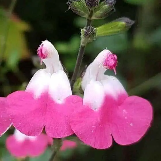 Salvia microphylla 'Pink Lips' (Jeremy) (Lips Series)
