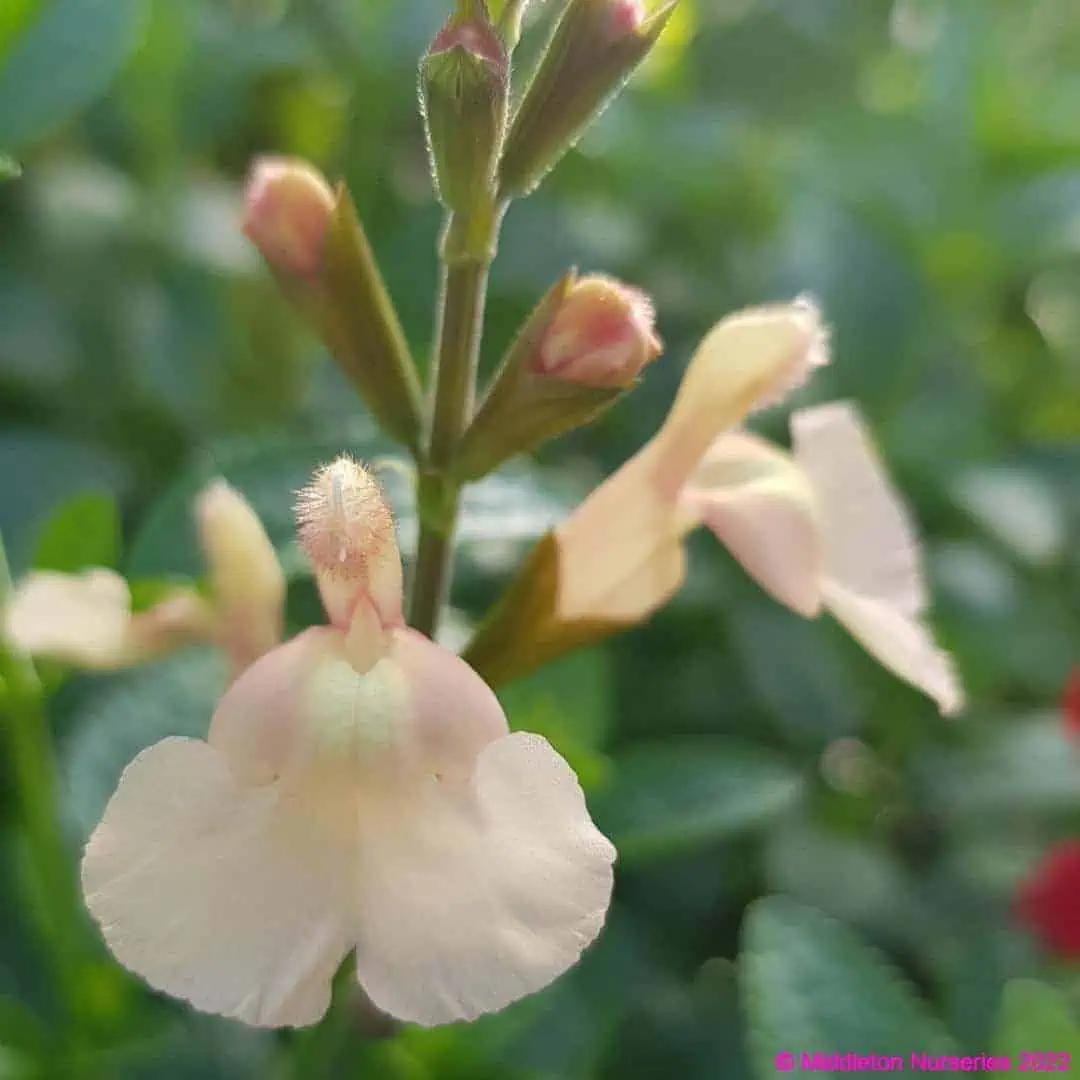Salvia 'Peach Parfait'
