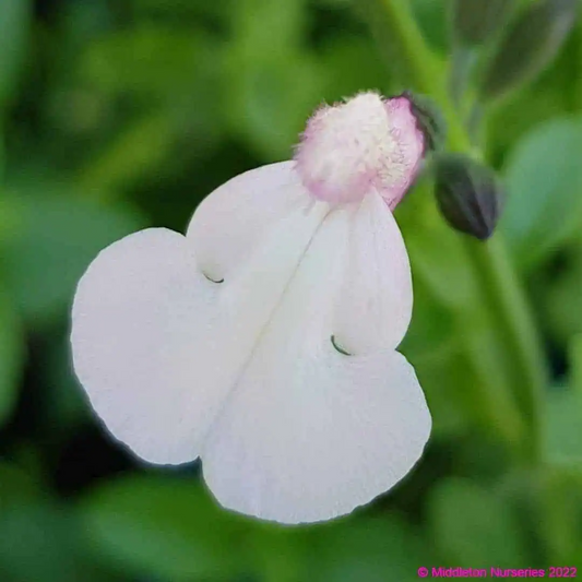 Salvia microphylla 'Delice Fiona'