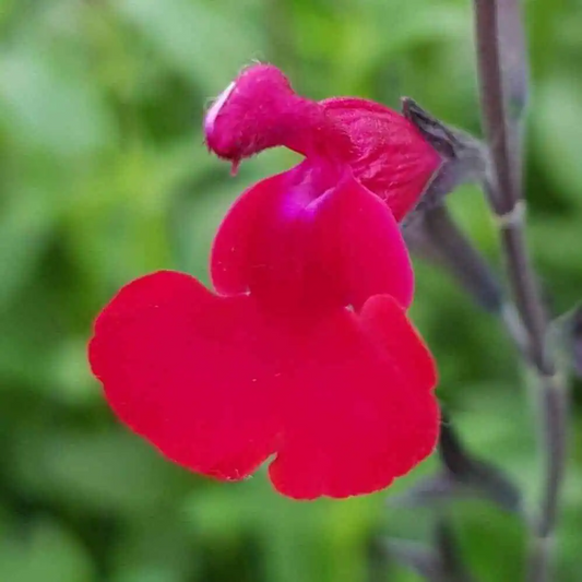 Salvia microphylla 'Bordeaux'