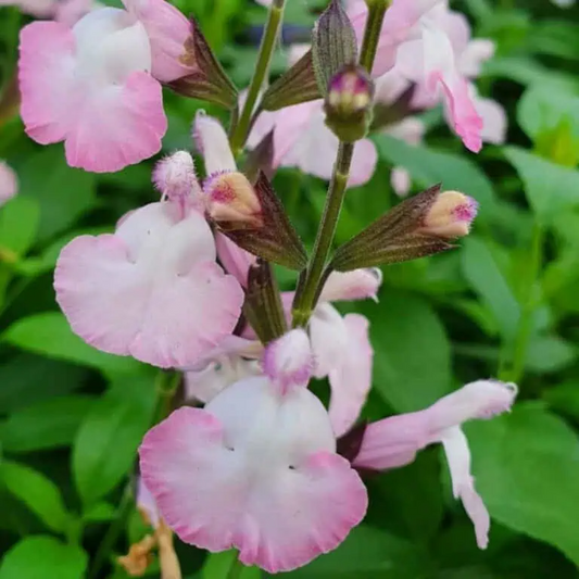 Salvia microphylla 'Anduus'