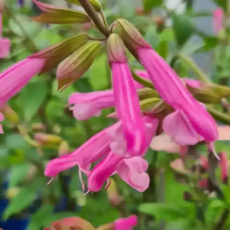 Salvia 'Kisses and Wishes'